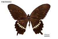 藏品(玉帶鳳蝶)的圖片